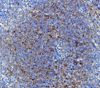 Anti-Cd63 Antibody