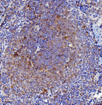 Anti-Cd63 Antibody