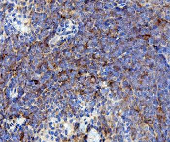 Anti-Cd63 Antibody