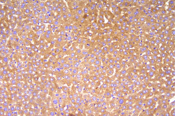 Anti-Factor H/Cfh Antibody