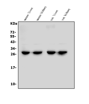 Anti-LOC134147/CMBL Antibody
