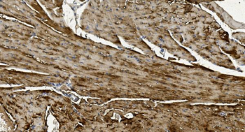Anti-Alpha B Crystallin/CRYAB Antibody