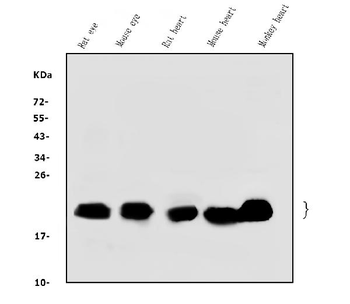 Anti-Alpha B Crystallin/CRYAB Antibody