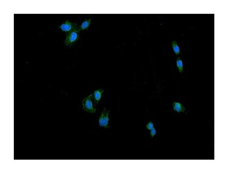 DRP1/DNM1L Antibody