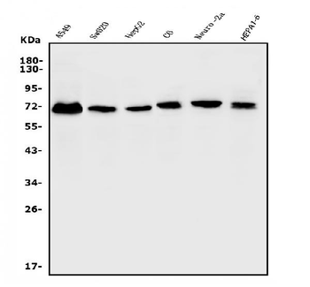 Anti-ERM/Etv5 Antibody