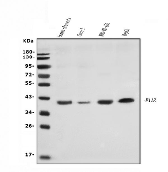 Anti-JAM-A/F11R Antibody