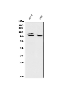 Anti-FOXP1 Antibody