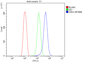 Anti-GRK2 Antibody
