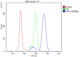 Anti-GRK2 Antibody