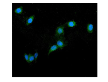 Anti-GRK2 Antibody