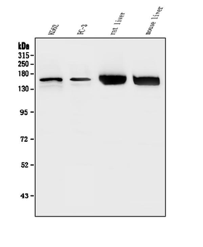 Anti-HDAC5 Antibody