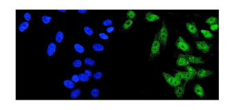 Anti-HDAC5 Antibody