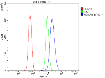 Anti-HOXD11 Antibody