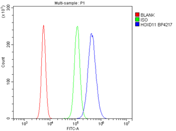 Anti-HOXD11 Antibody
