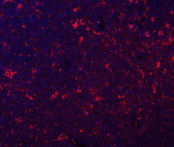 Anti-GILT/IFI30 Antibody