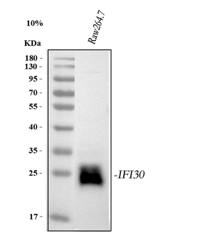 Anti-GILT/IFI30 Antibody