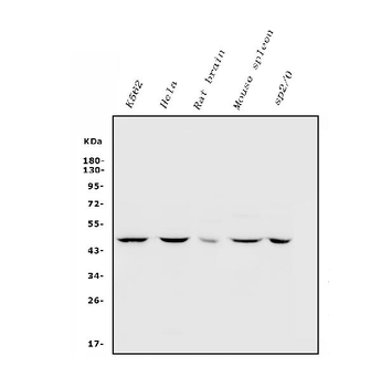Anti-Inhibin alpha/INHA Antibody