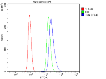 Anti-PNN/DRSP Antibody