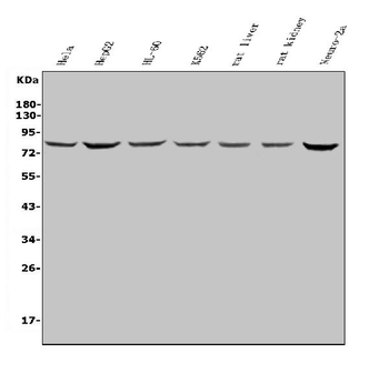 Anti-PNN/DRSP Antibody