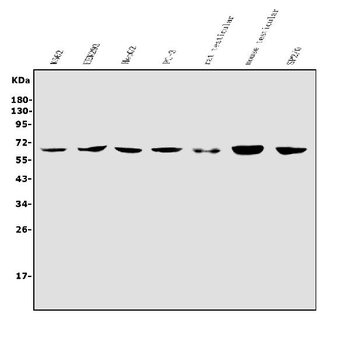 Anti-RIOK1/RIO1 Antibody