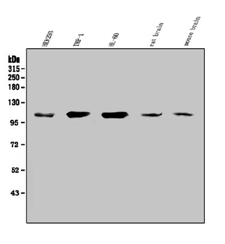 Anti-SEZ6L Antibody