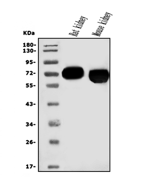 EAAT3/SLC1A1 Rabbit Polyclonal Antibody