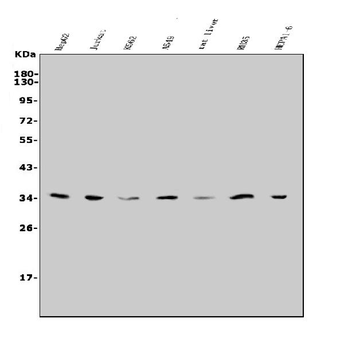 Anti-Slc25a1 Antibody