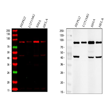 Anti-SOX6 Antibody