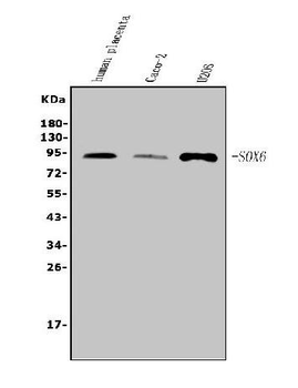 Anti-SOX6 Antibody