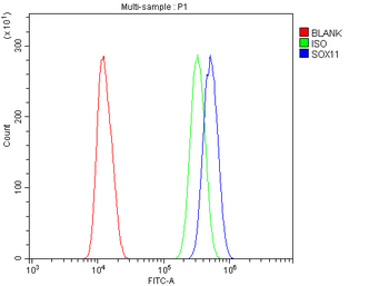 Anti-SOX11 Antibody
