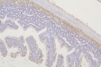 Tmem255b Rabbit Polyclonal Antibody