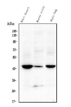 Anti-Tmem255b Antibody