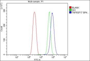 BCMA/Tnfrsf17 Antibody