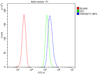 Anti-BCMA/Tnfrsf17 Antibody
