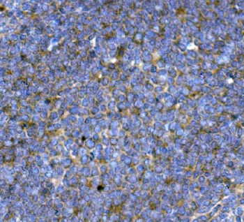 Anti-BCMA/Tnfrsf17 Antibody