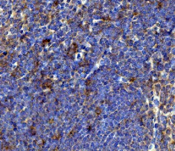 Anti-BCMA/Tnfrsf17 Antibody