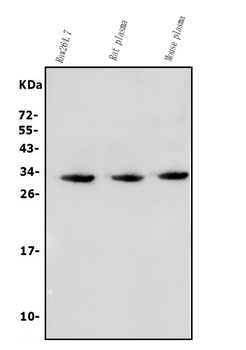Anti-BCMA/Tnfrsf17 Antibody