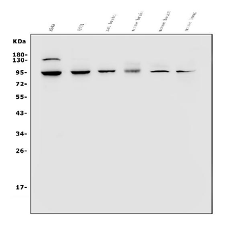 Anti-VRL1/TRPV2 Antibody