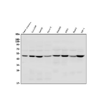 Anti-TSG101 Antibody