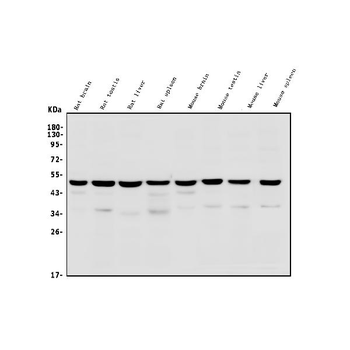 Anti-TSG101 Antibody