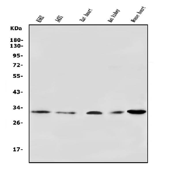 Anti-VDAC3 Antibody