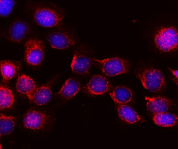 Anti-KIBRA/WWC1 Antibody