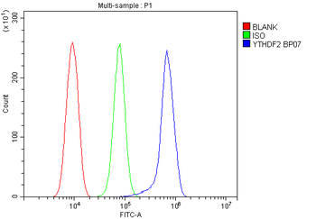 Anti-YTHDF2 Antibody