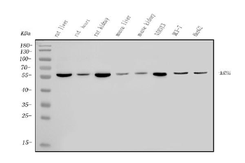 ALDH6A1 Rabbit Polyclonal Antibody