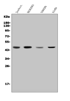 Anti-CDC123 Antibody