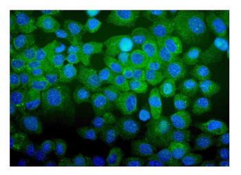Anti-CDC123 Antibody