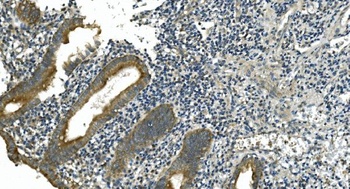 CDC123 Antibody