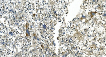 CDC123 Antibody