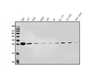Anti-LOC134147/CMBL Antibody