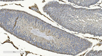 Anti-COX8A Antibody